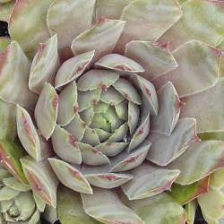 Sempervivum - Dachwurz - Hauswurz